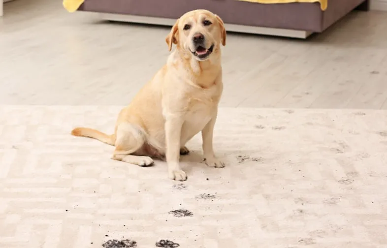 Daily Carpet Care Carpet flooring care | Rayo Wholesale